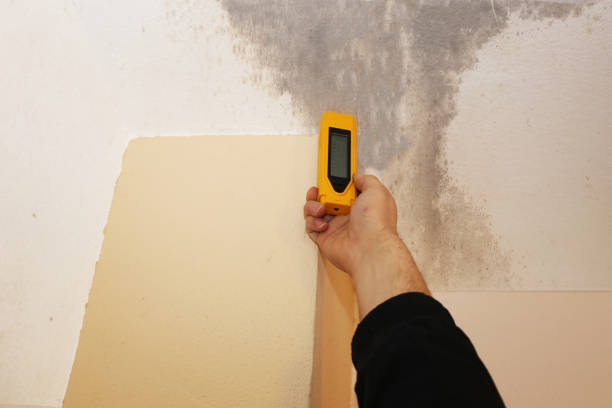 Best Crawl Space Mold Remediation  in Panama City Beach, FL