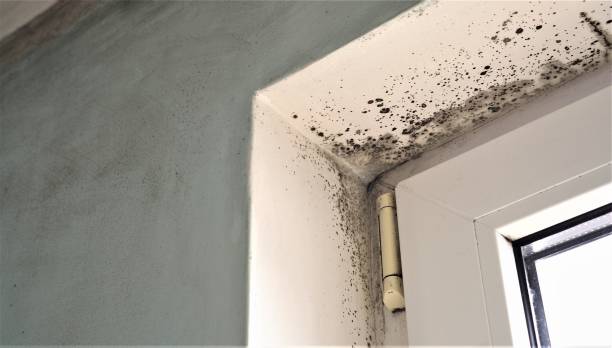 Best Post-Construction Mold Inspection  in Panama City Beach, FL