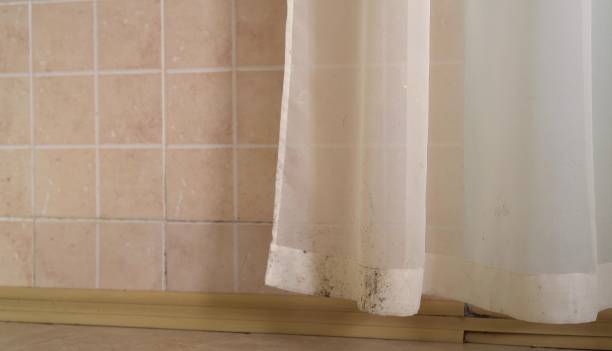 Best Attic Mold Removal  in Panama City Beach, FL