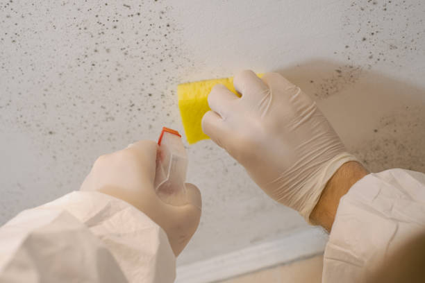 Best Black Mold Removal  in Panama City Beach, FL