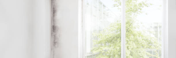 Panama City Beach, FL Mold Removal Company