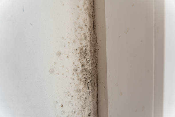 Best Basement Mold Removal  in Panama City Beach, FL
