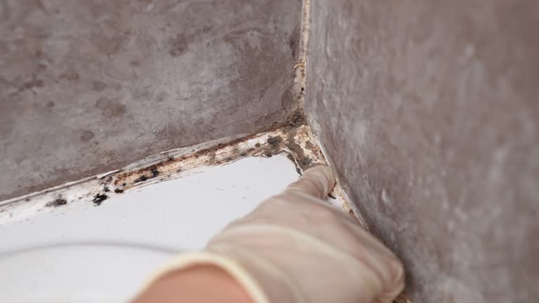 Best Forensic Mold Investigation  in Panama City Beach, FL